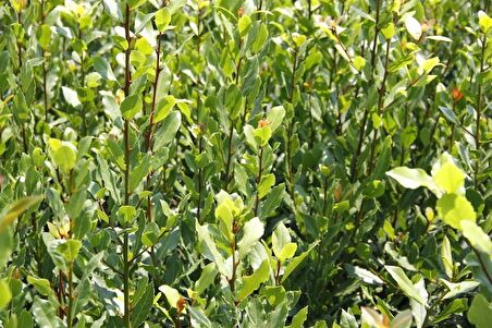 DEFNE FİDANI 20 ADET - BÜYÜK BOY 50-60 CM - SAKSILI