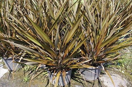 PHORMIUM TENAX 3 ADET - TROPİK SAZ BİTKİSİ - Bordo Renkli