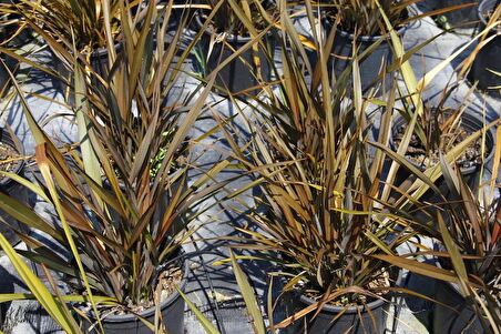 PHORMIUM TENAX 3 ADET - TROPİK SAZ BİTKİSİ - Bordo Renkli