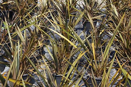 PHORMIUM TENAX 3 ADET - TROPİK SAZ BİTKİSİ - Bordo Renkli