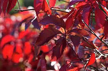 AMERİKAN SARMAŞIĞI 10 ADET - TIRMANICI ÇOK YILLIK BİTKİ