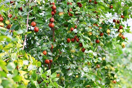 HÜNNAP FİDANI 2 ADET 150 cm 4 YAŞINDA ÇOK DALLI