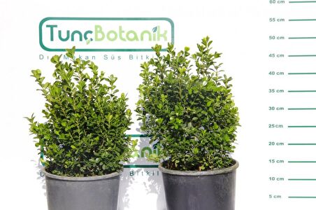 ŞİMŞİR ROTUNDİFOLİA 5 ADET PAKET-4 MEVSİM YEŞİL ÇİT BİTKİSİ