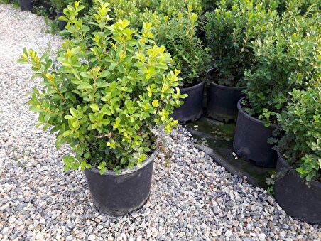 ŞİMŞİR ROTUNDİFOLİA 5 ADET PAKET-4 MEVSİM YEŞİL ÇİT BİTKİSİ