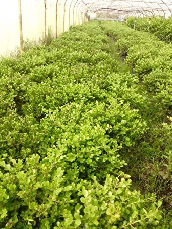 ŞİMŞİR ROTUNDİFOLİA 5 ADET PAKET-4 MEVSİM YEŞİL ÇİT BİTKİSİ