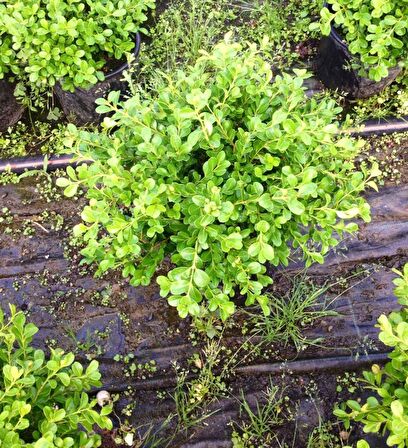 ŞİMŞİR ROTUNDİFOLİA 5 ADET PAKET-4 MEVSİM YEŞİL ÇİT BİTKİSİ