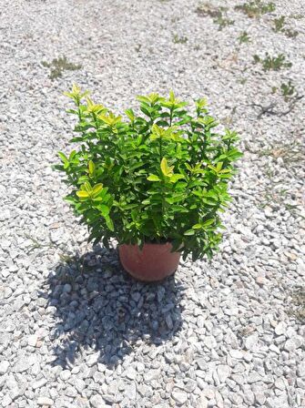 ALTUNİ ÇITIR TAFLAN - SARI RENKLİ ÇİT BİTKİLERİ 30 ADET PAKET