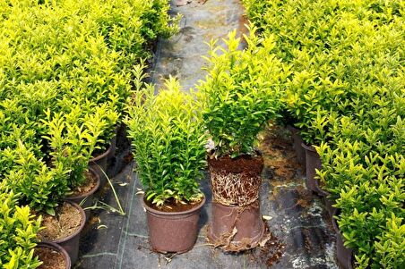 ALTUNİ ÇITIR TAFLAN - SARI RENKLİ ÇİT BİTKİLERİ 30 ADET PAKET