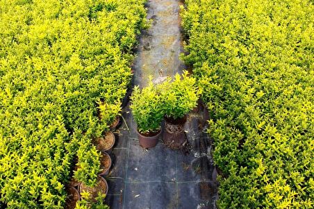 ALTUNİ ÇITIR TAFLAN - SARI RENKLİ ÇİT BİTKİLERİ 30 ADET PAKET