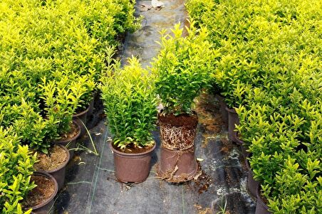 ALTUNİ ÇITIR TAFLAN - SARI RENKLİ ÇİT BİTKİLERİ 50 ADET PAKET