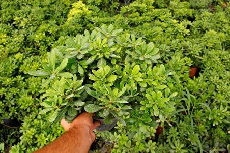 PİTOSPORUM 3 ADET PAKET - YER ÖRTÜCÜ DIŞ MEKAN BİTKİSİ