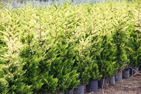 ALTUNİ LEYLANDİ 3 ADET - SARI RENKLİ ÇİT BİTKİSİ 100-150 cm