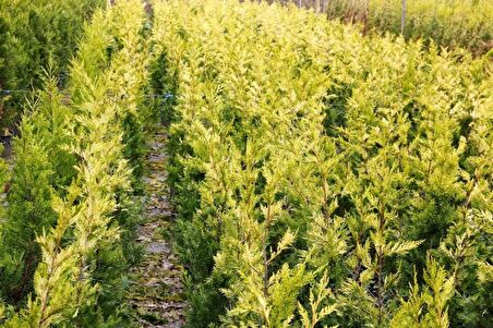 ALTUNİ LEYLANDİ 3 ADET - SARI RENKLİ ÇİT BİTKİSİ 100-150 cm