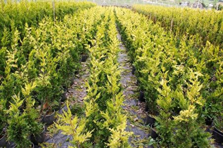 ALTUNİ LEYLANDİ 5 ADET- SARI RENKLİ ÇİT BİTKİSİ 100-150 cm