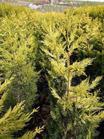 ALTUNİ LEYLANDİ 5 ADET- SARI RENKLİ ÇİT BİTKİSİ 100-150 cm