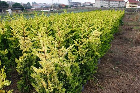 ALTUNİ LEYLANDİ 5 ADET- SARI RENKLİ ÇİT BİTKİSİ 100-150 cm