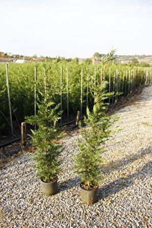 YEŞİL LEYLANDİ 3 ADET- AŞILI ÇİT BİTKİSİ 1-1.5 Metre