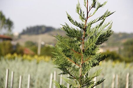 YEŞİL LEYLANDİ 3 ADET- AŞILI ÇİT BİTKİSİ 1-1.5 Metre