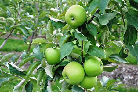 GRANNY SMITH ELMA FİDANI 3 ADET - Aşılı ve Tüplü