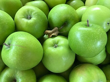 GRANNY SMITH ELMA FİDANI 3 ADET - Aşılı ve Tüplü