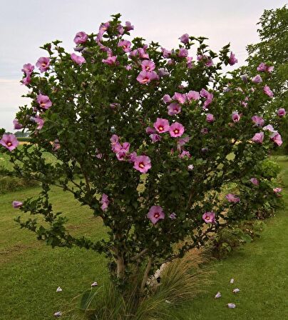 GÜL HATMİ FİDANI 50-70 cm