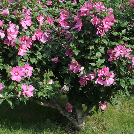 GÜL HATMİ FİDANI 50-70 cm