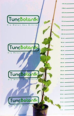 ERGUVAN AĞACI 1 METRE 5 ADET