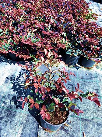 LOROPETALUM - PEMBE RÜYA ÇİÇEĞİ 5 ADET