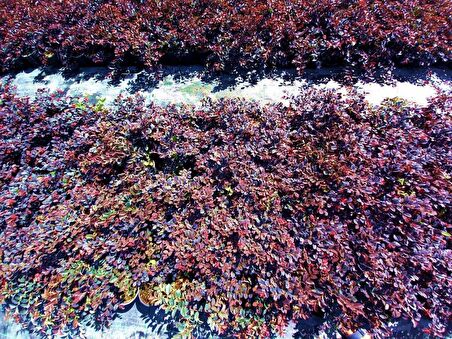 LOROPETALUM - PEMBE RÜYA ÇİÇEĞİ 5 ADET
