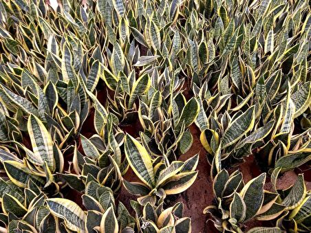 ALACALI PAŞA KILICI 3 ADET - HEDİYELİK SALON BİTKİSİ