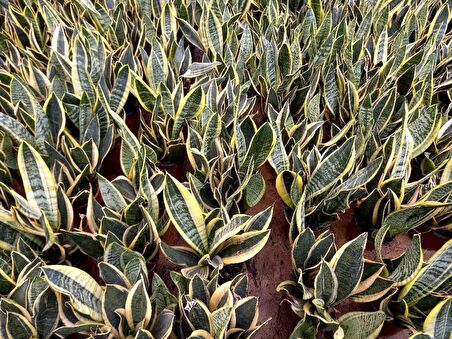 ALACALI PAŞA KILICI 3 ADET - HEDİYELİK SALON BİTKİSİ