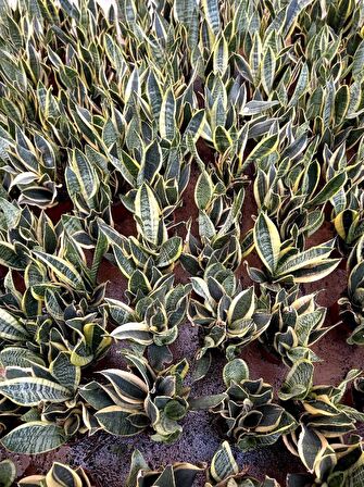 ALACALI PAŞA KILICI 3 ADET - HEDİYELİK SALON BİTKİSİ