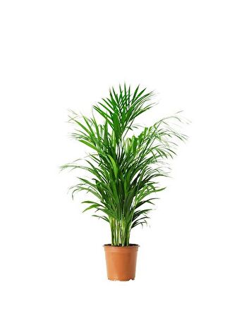 AREKA PALMİYESİ 2 ADET - HEDİYELİK SALON BİTKİSİ