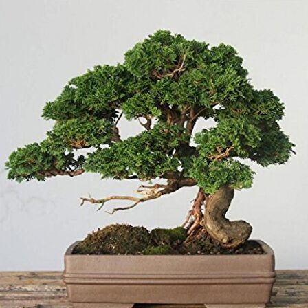 BONSAİ SERVİ SETİ (FİDAN+BONSAİ SAKSI+TOPRAK +BİTKİ BESİNİ)