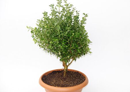 BONSAİ ŞİMŞİR FİDANI 2 ADET - HEDİYELİK EV OFİS BİTKİSİ