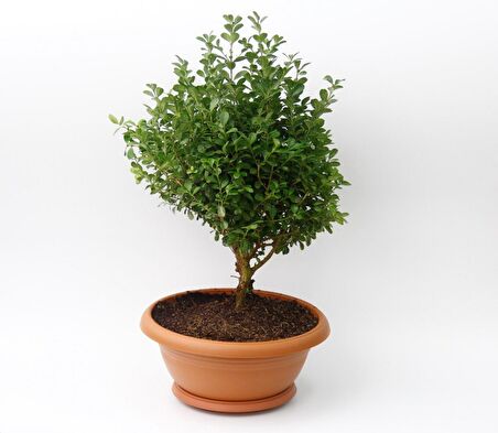 BONSAİ ŞİMŞİR FİDANI 2 ADET - HEDİYELİK EV OFİS BİTKİSİ