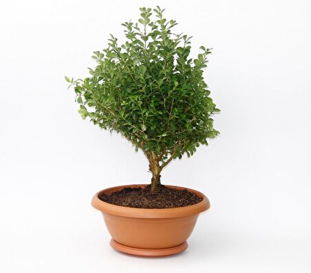 BONSAİ ŞİMŞİR FİDANI 2 ADET - HEDİYELİK EV OFİS BİTKİSİ