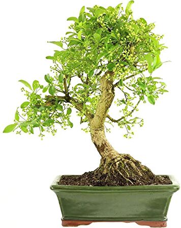 BONSAİ TAFLAN SETİ (FİDAN+BONSAİ SAKSI+TOPRAK +BİTKİ BESİNİ)