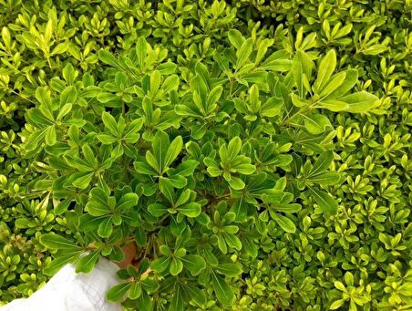 BONSAİ PİTOSPORUM SETİ (FİDAN+BONSAİ SAKSI+TOPRAK +BİTKİ BESİNİ)