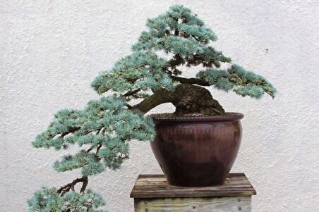 BONSAİ MAVİ SERVİ SETİ (FİDAN+BONSAİ SAKSI+TOPRAK +BİTKİ BESİNİ)