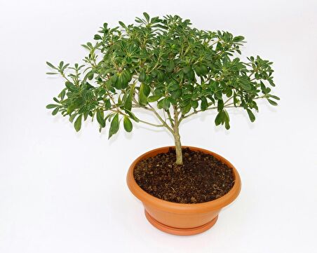 BONSAİ YILDIZ ÇALISI PİTOSPORUM - HEDİYELİK EV OFİS BİTKİSİ