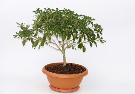 BONSAİ YILDIZ ÇALISI PİTOSPORUM - HEDİYELİK EV OFİS BİTKİSİ