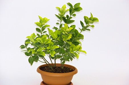 BONSAİ EUONYMUS JAPONİCA AUREA - HEDİYELİK EV OFİS BİTKİSİ