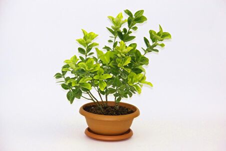 BONSAİ EUONYMUS JAPONİCA AUREA - HEDİYELİK EV OFİS BİTKİSİ