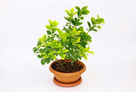 BONSAİ EUONYMUS JAPONİCA AUREA - HEDİYELİK EV OFİS BİTKİSİ