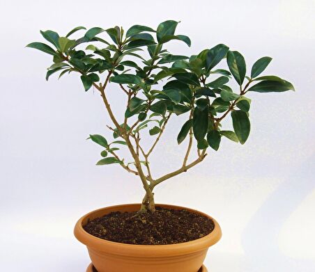 BONSAİ KARTOPU LUCİDUM FİDANI