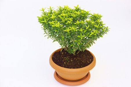 BONSAİ EUONYMUS MİCROPHYLLUS AUREA FİDANI