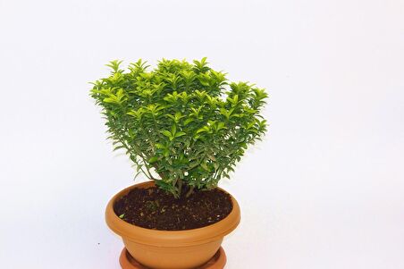 BONSAİ EUONYMUS MİCROPHYLLUS AUREA FİDANI