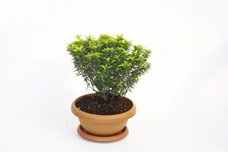 BONSAİ EUONYMUS MİCROPHYLLUS AUREA FİDANI