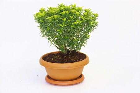 BONSAİ EUONYMUS MİCROPHYLLUS AUREA FİDANI